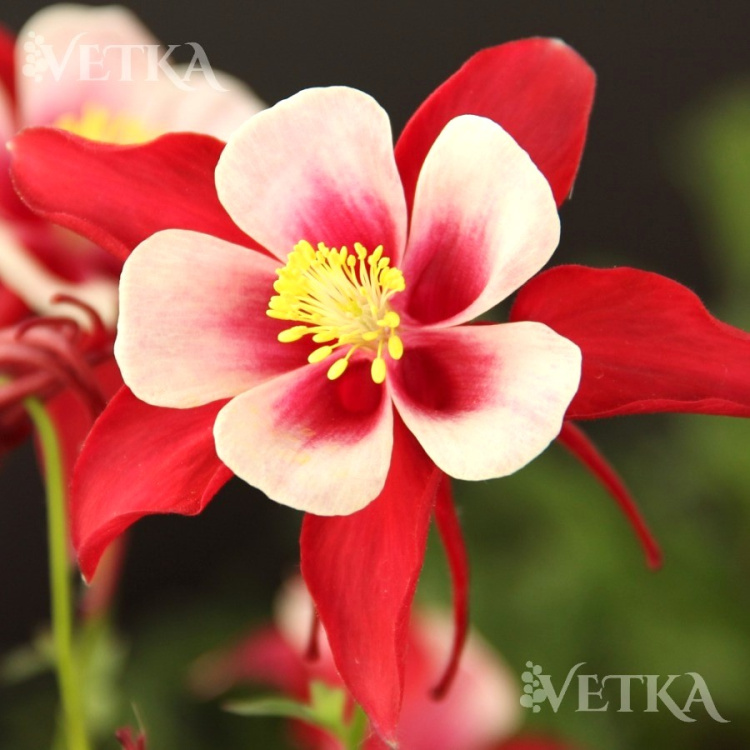 Аквилегия Rotstern (1)