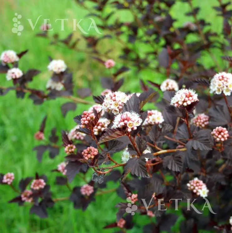 Пузыреплодник Диабло