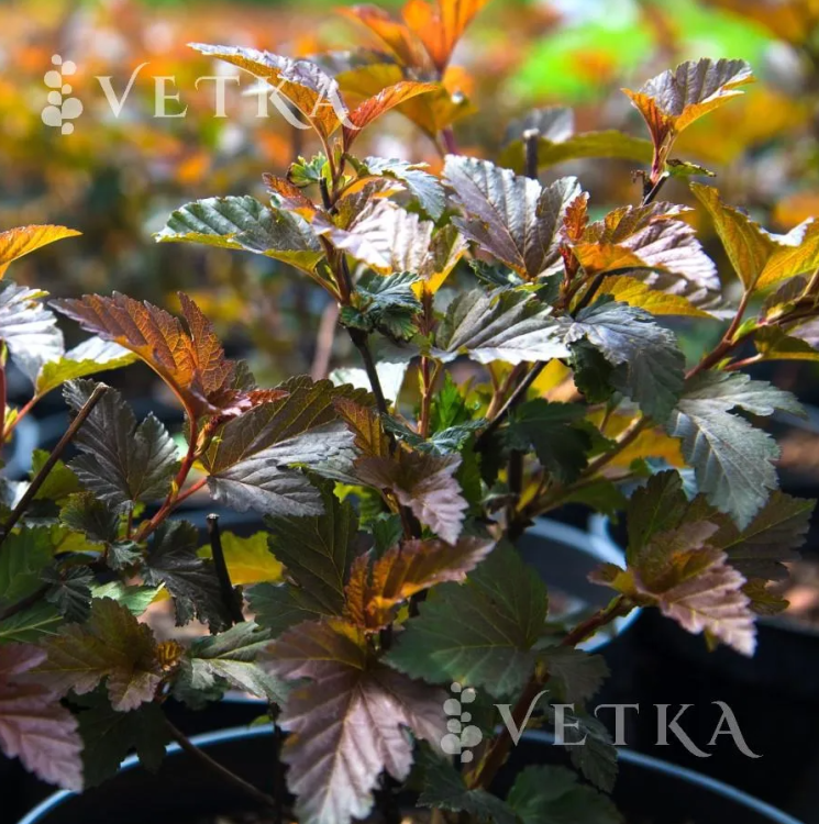 Пузыреплодник ред барон