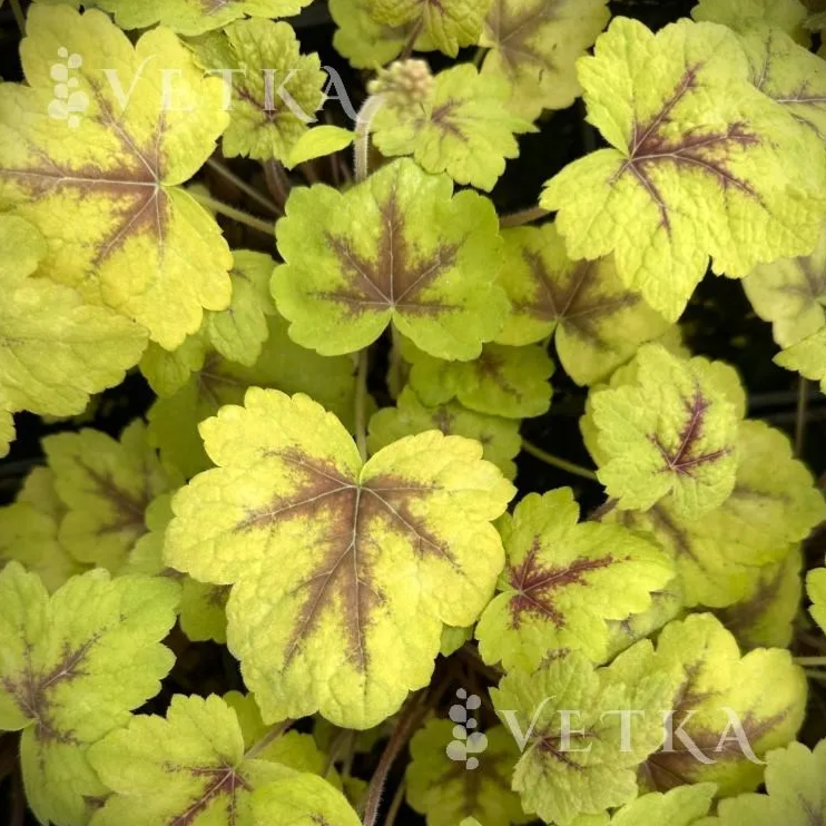 Гейхера Стоплайт