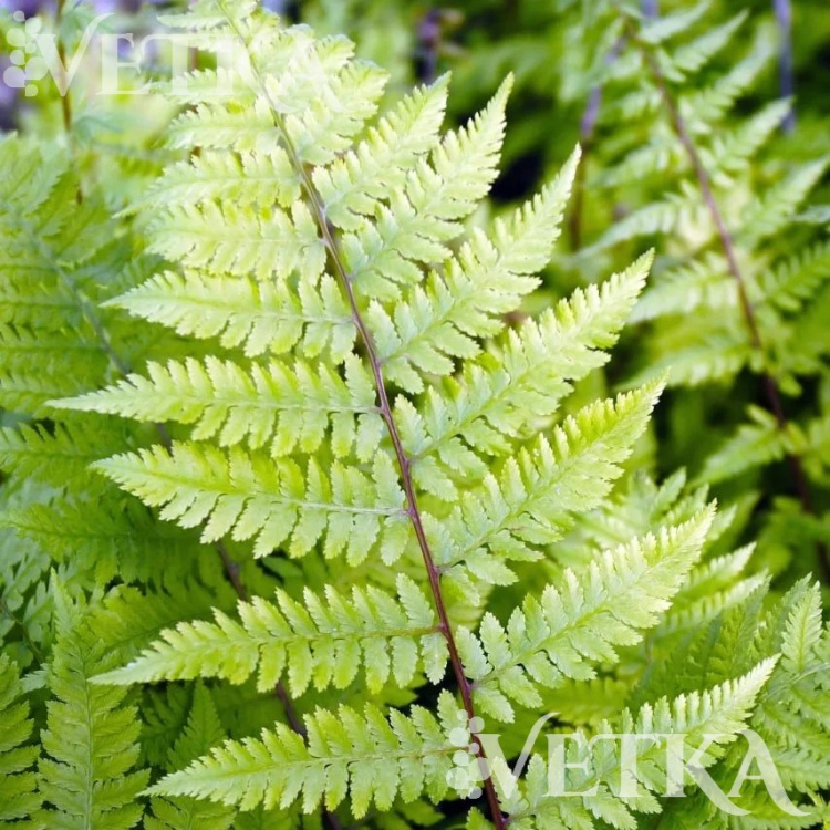 кочедыжник леди ин ред ква