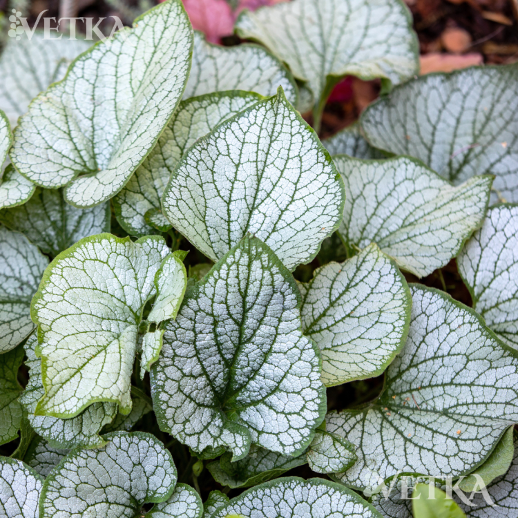 джек фрост 2