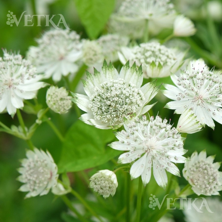 Астранция белая