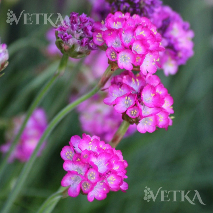 Анмерия Спленденс 3