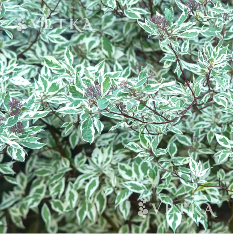 Дерен айвори хало