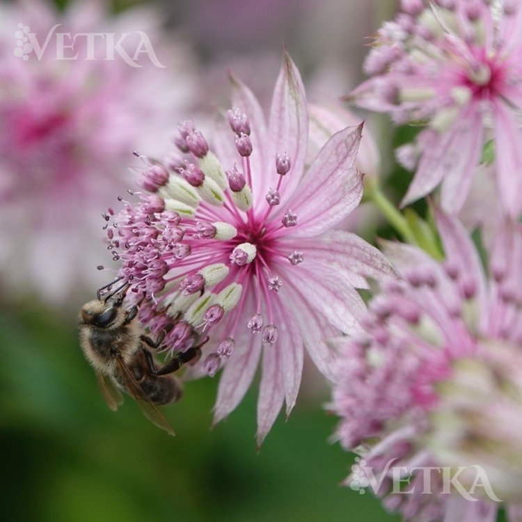 Астранция Пинк Баттон 3