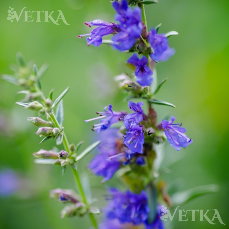 иссоп лекарственный каурулеус 3