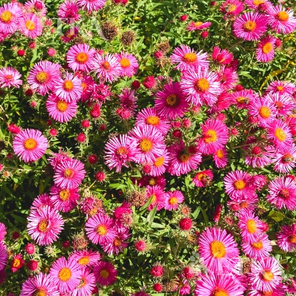 астра хеппи энд