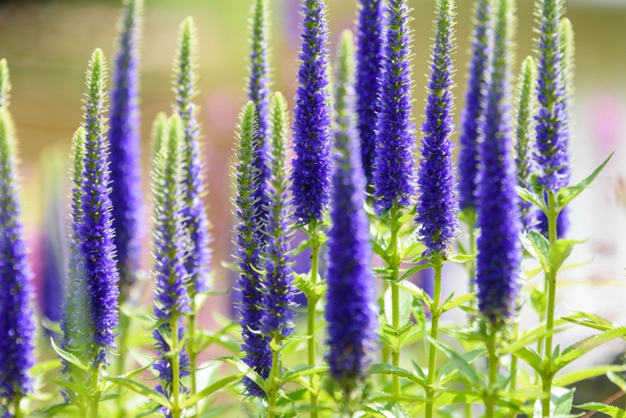 Многолетники