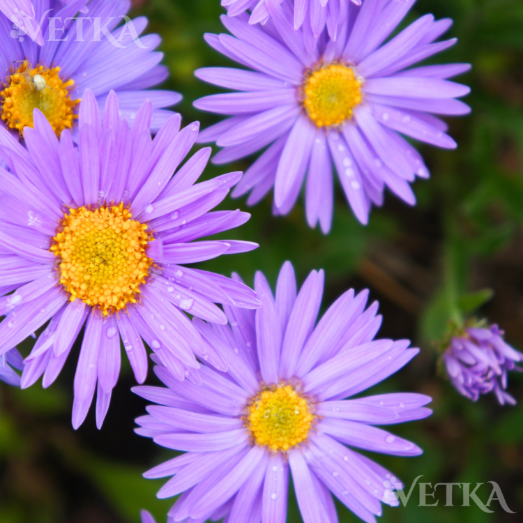 астра данкешон