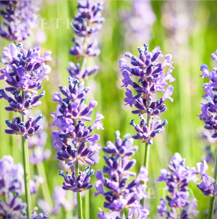 Лаванда Дварф блю