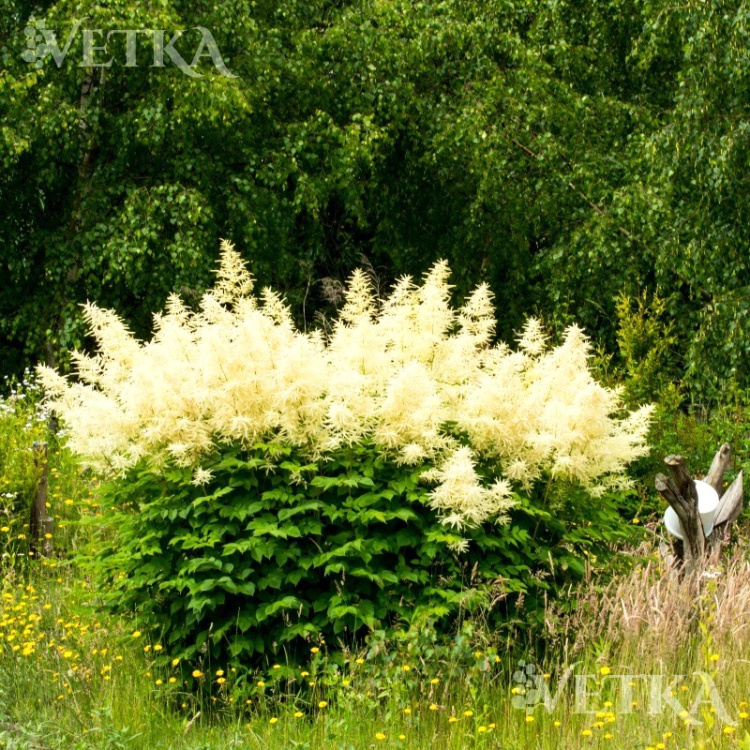 горец изменчивый