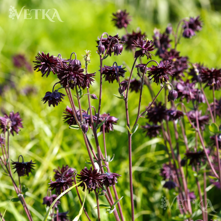 Аквилегия Блэк барлоу 2