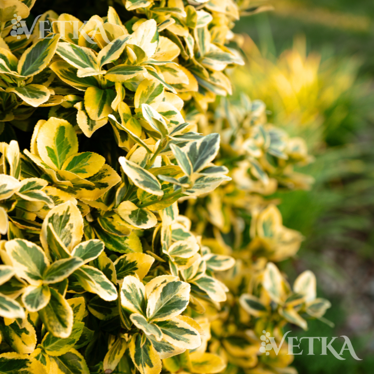 эмеральд голд