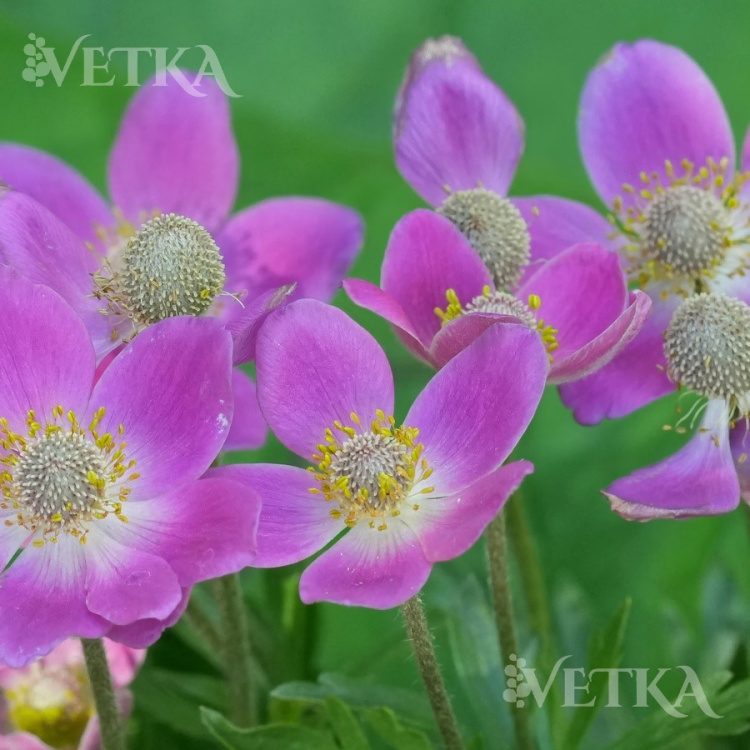 Анемона Анабелла Дип роз