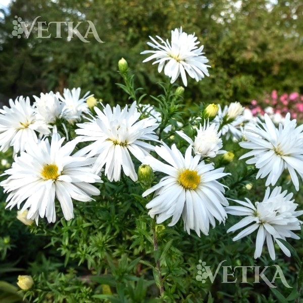 астра кристина