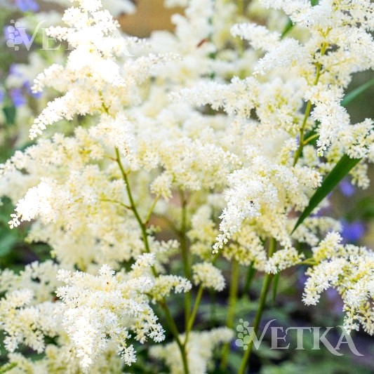 астильба диамант