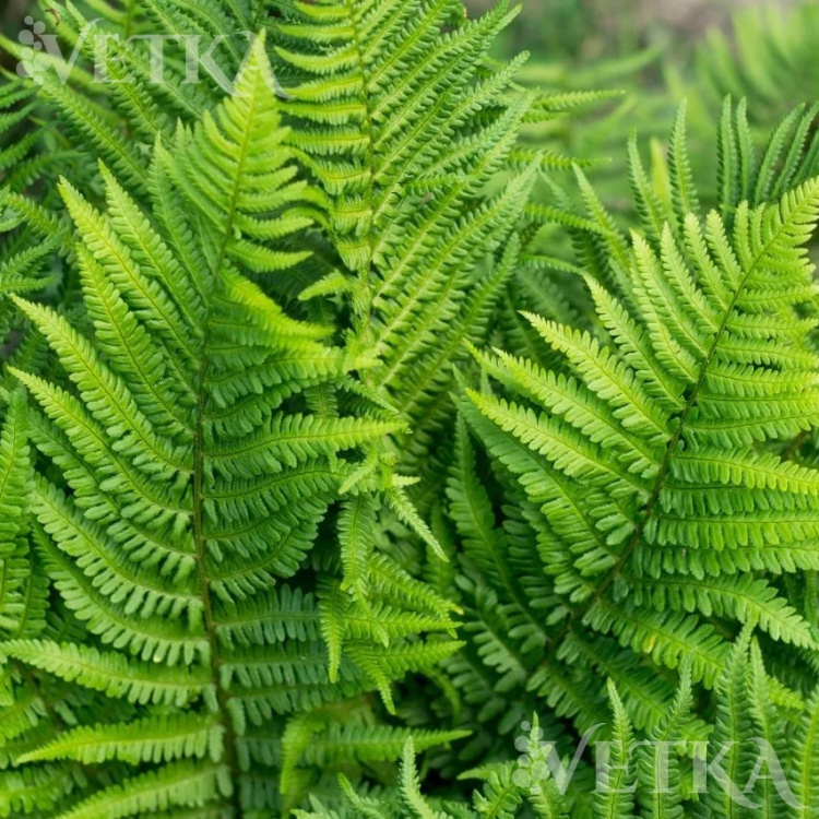 щитовник мужской 2 ква