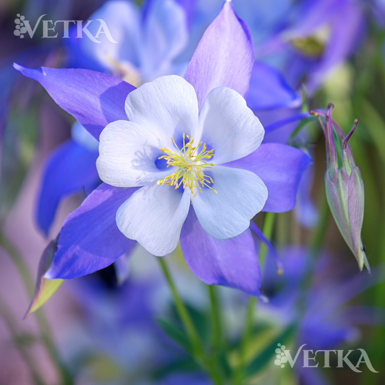 Аквилегия Блю стар