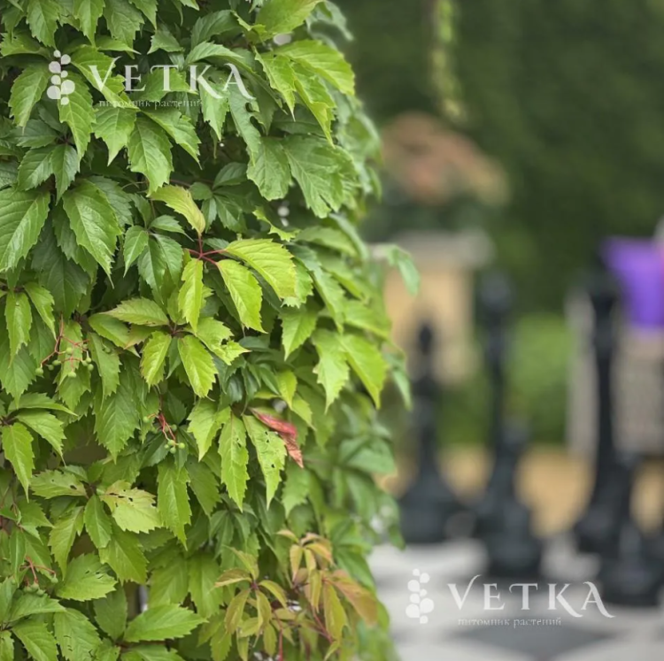 Виноград Мурорум