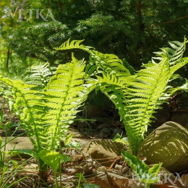 страусник готовый