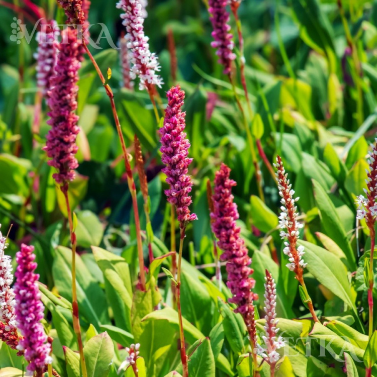 горец свечевидный суперба 2