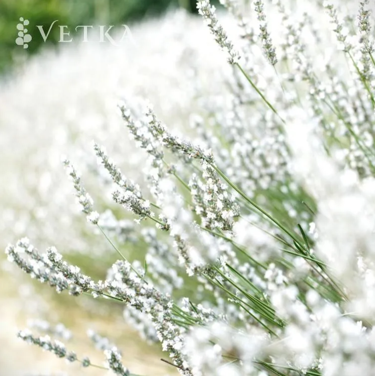 Лаванда белая