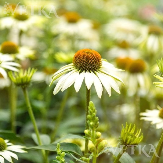 эхинацея белый лебедь 2