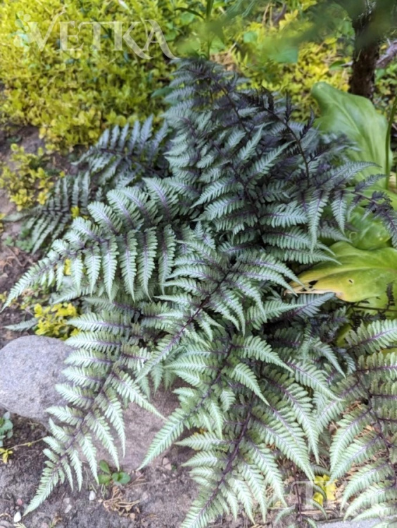 пьютер лейс готовый