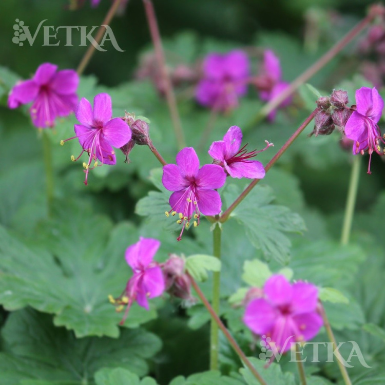 Герань крупнокорневищная