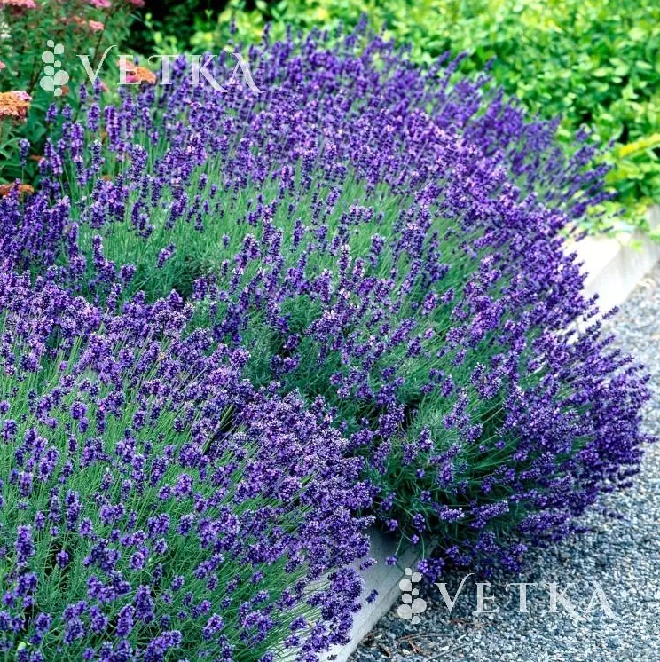 Лаванда Хидкот