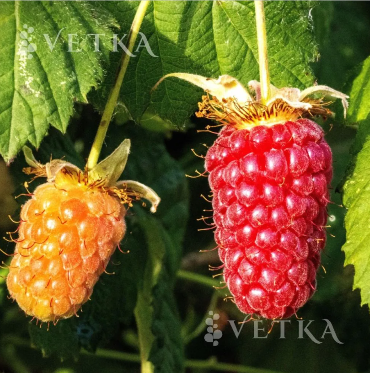 Ежемалина Логанбери