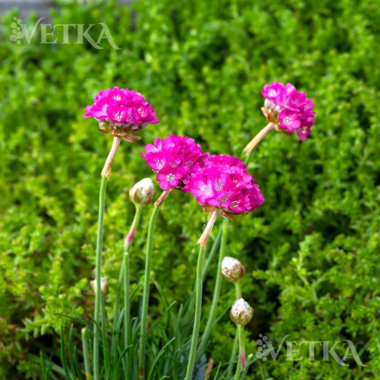 Анмерия Спленденс