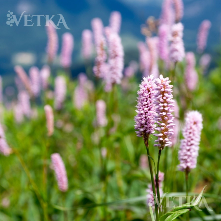 горец змеиный суперба 3