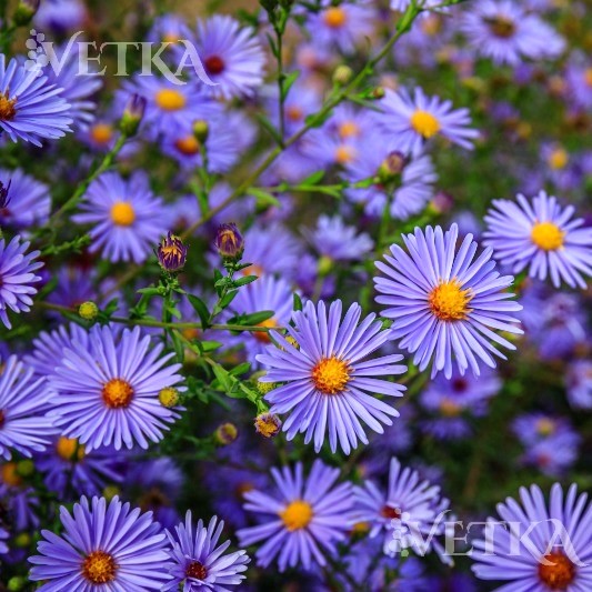 астра голубая 2