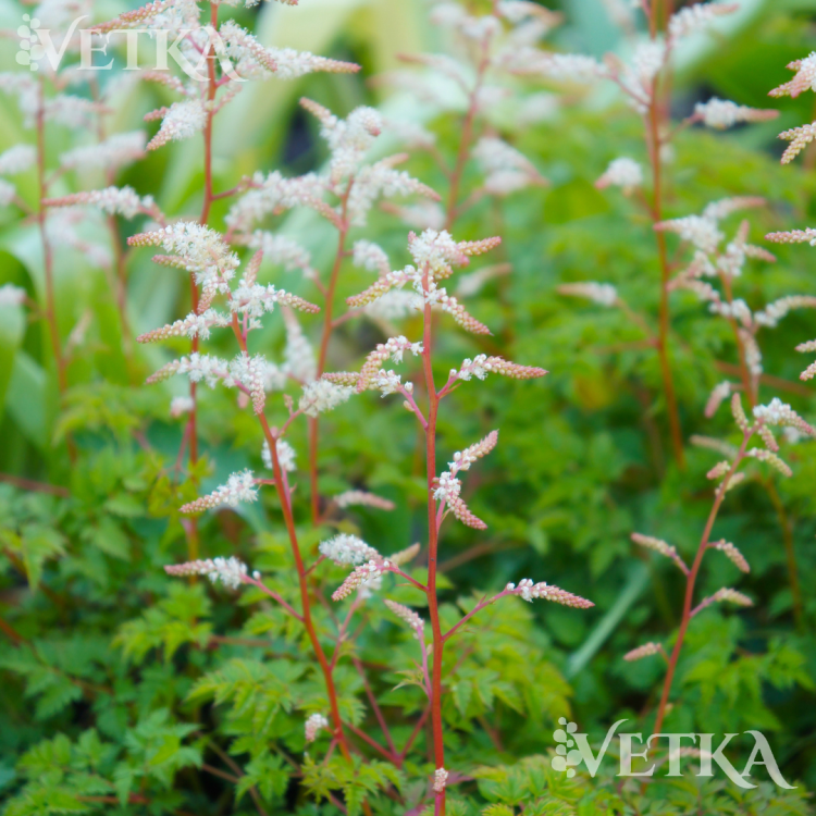 кокорышелистная