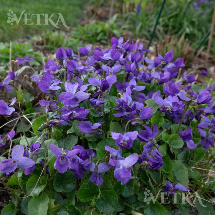 Фиалка душистая