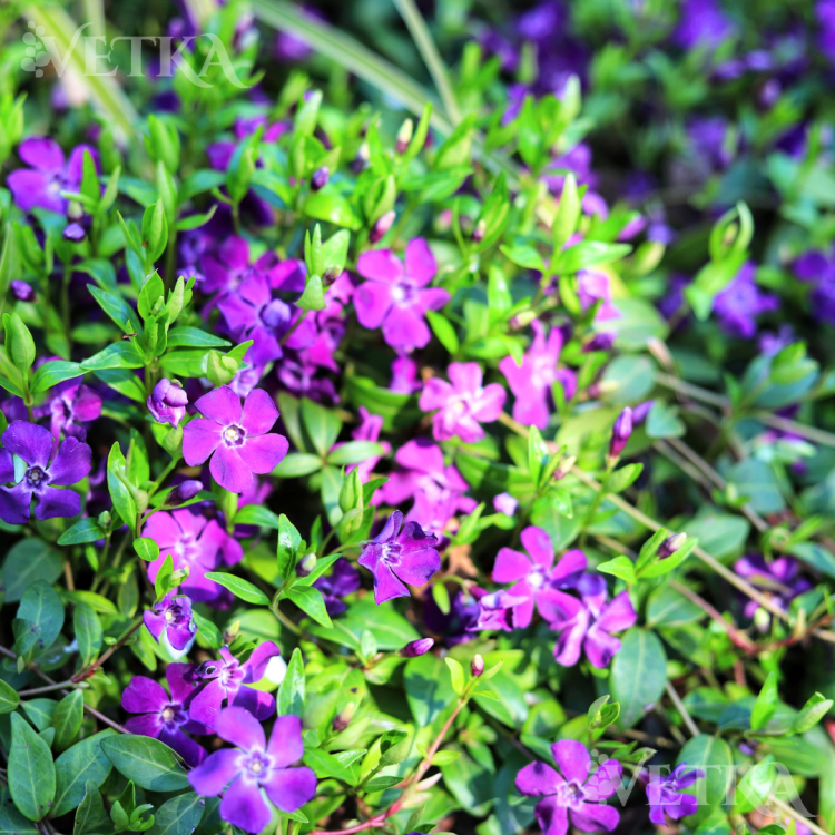 атропурпур