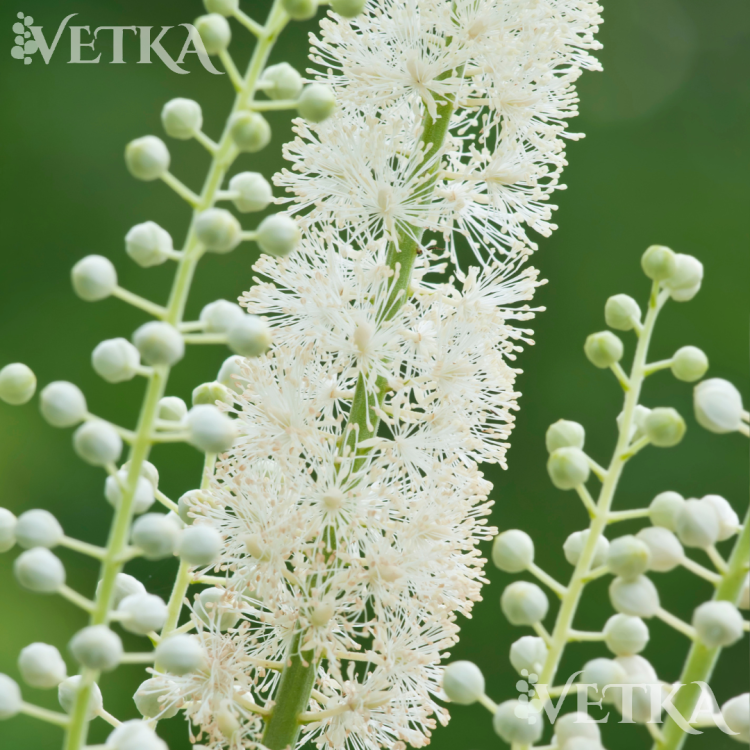 сильвер дэнс 2