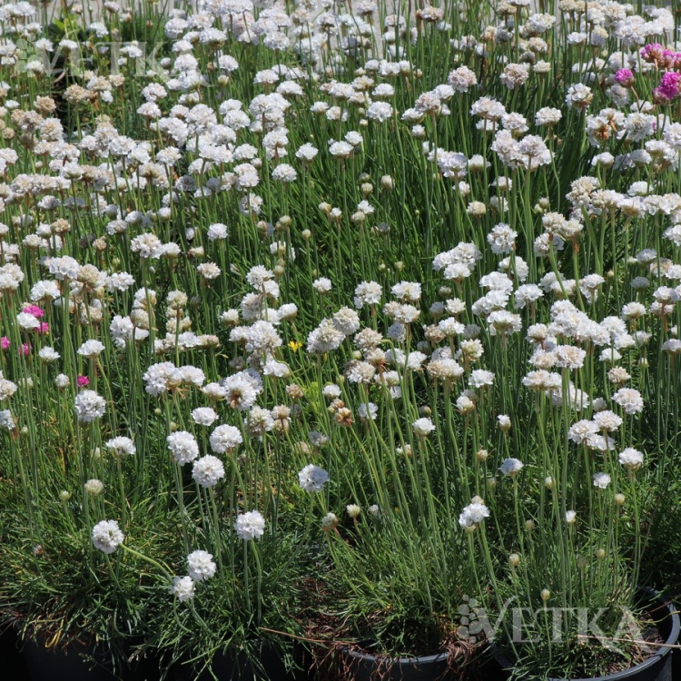 Армерия Альба