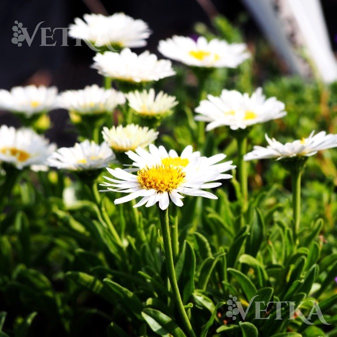 Астра альпийская Альба 2