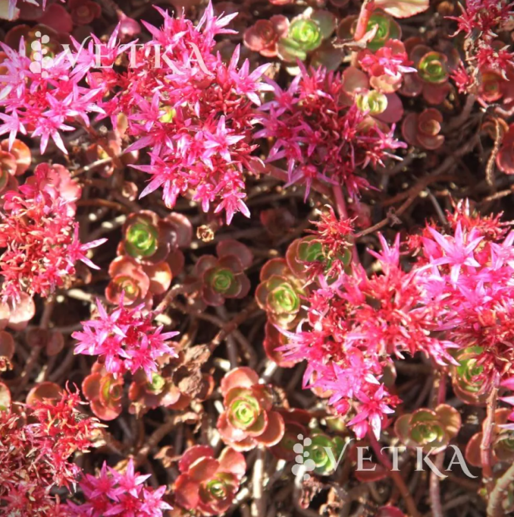 Очиток Пурпуртепич