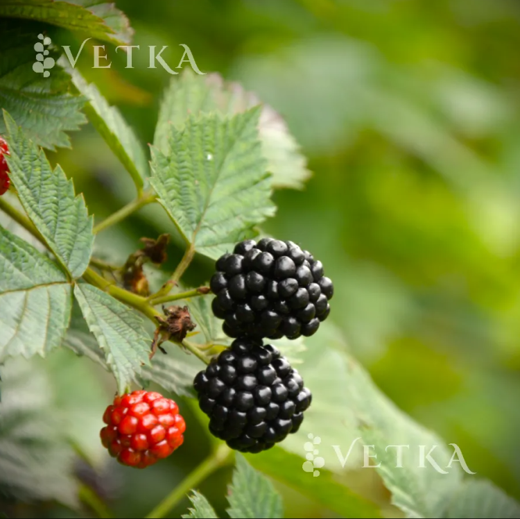 Ежевика Трипл Краун