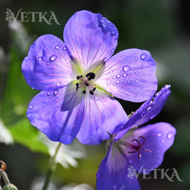 Герань Розанн 2