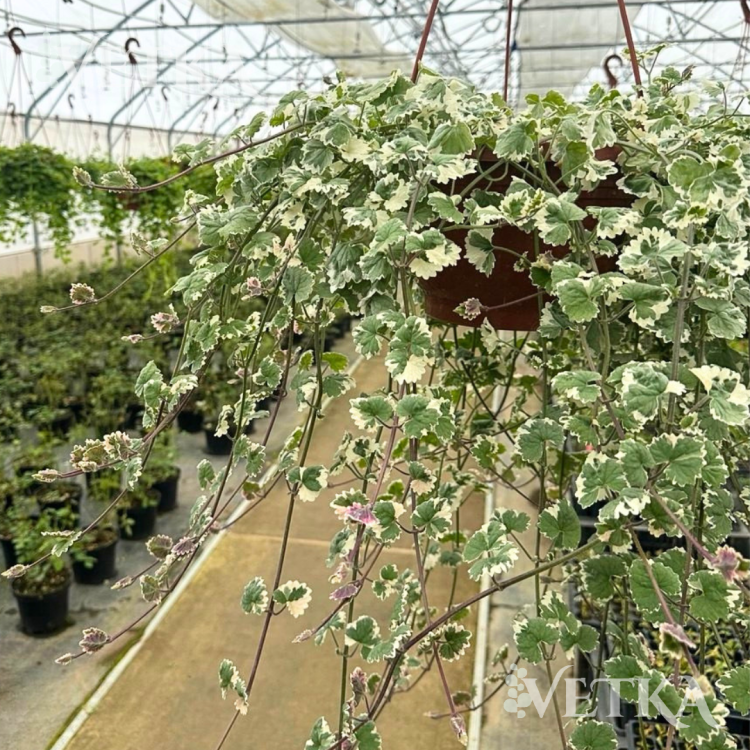 вариегата 4