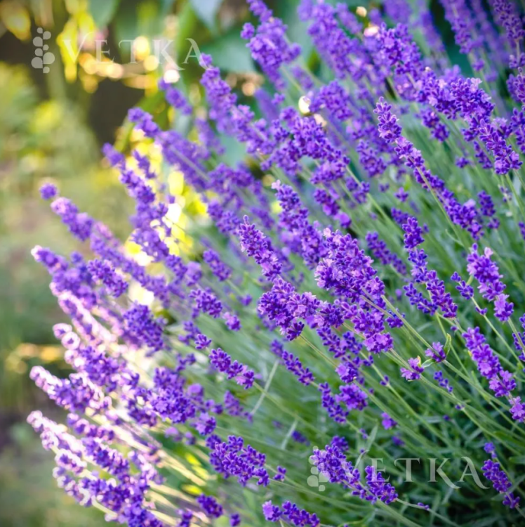 Лаванда узколистная