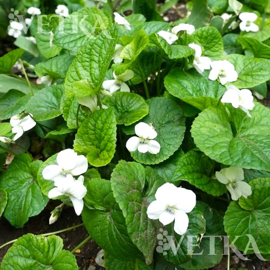 фиалка альба 2