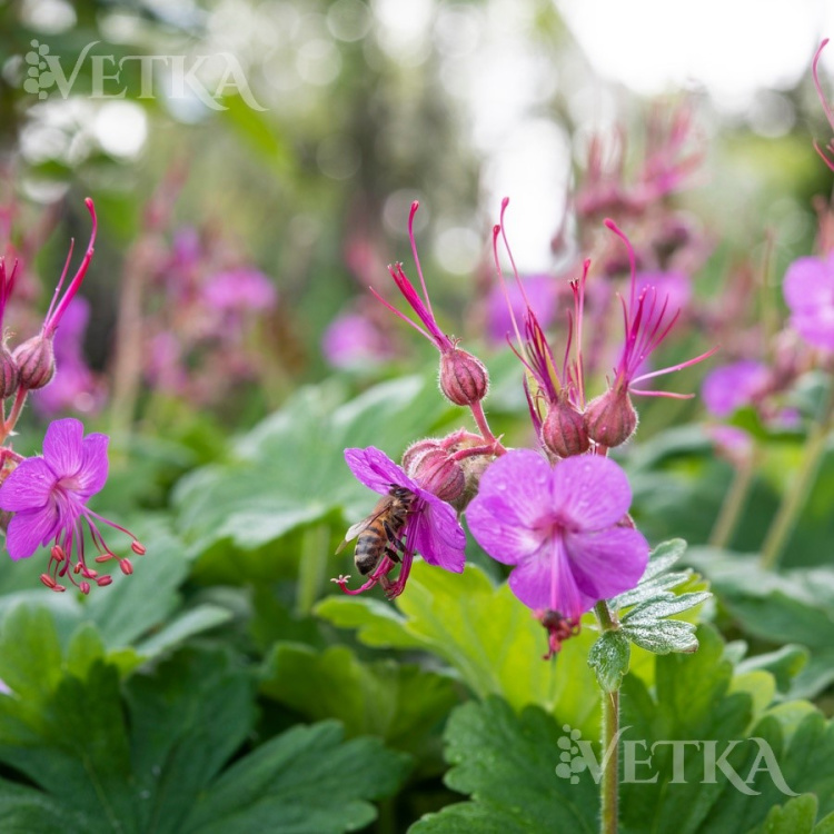 Герань Кембридж 2