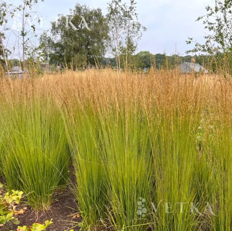 Вейник Карл Фоестер