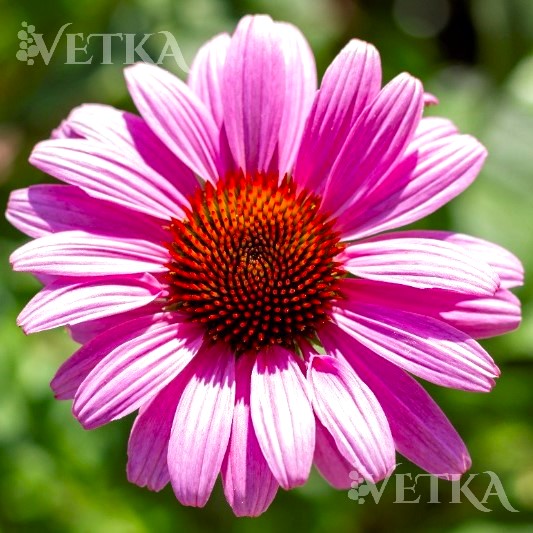 эхинацея магнус 2